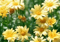 Beauty Yellow Marguerite Daisy Argyranthemum frutescens - 1 Live Plant in 4-Inch Pot