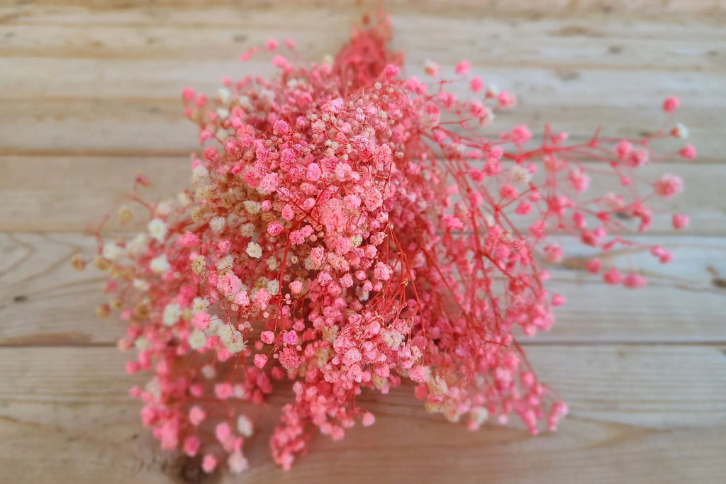 Pink Baby's Breath Seeds - Gypsophila elegans, Light Pink, Fast-Growing Annual