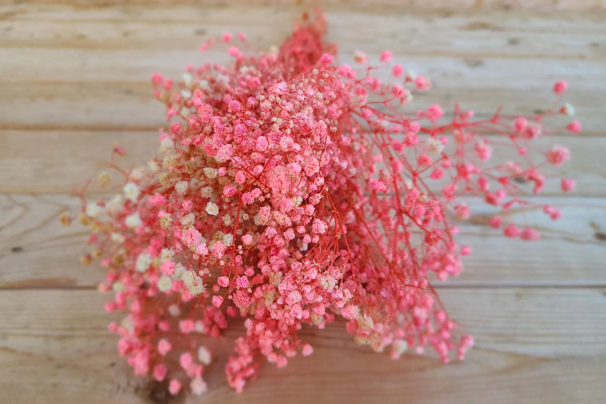Pink Baby's Breath Seeds - Gypsophila elegans, Light Pink, Fast-Growing Annual