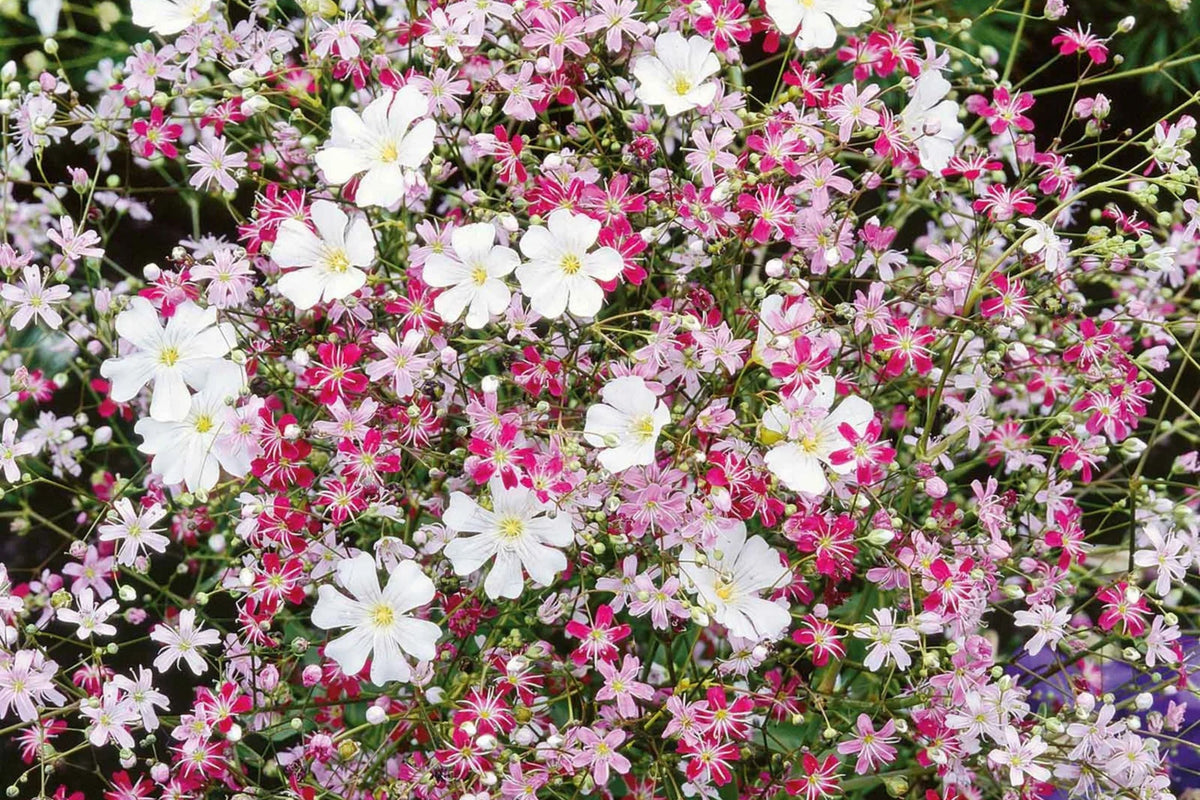 Pink Baby's Breath Seeds - Gypsophila elegans, Light Pink, Fast-Growing Annual
