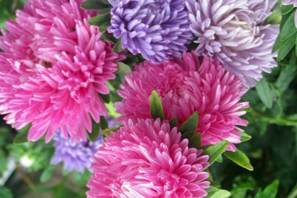 Giants of California Aster Seeds - Callistephus chinensis - Non-GMO, Pink/Purple/White, Late Blooming Annual