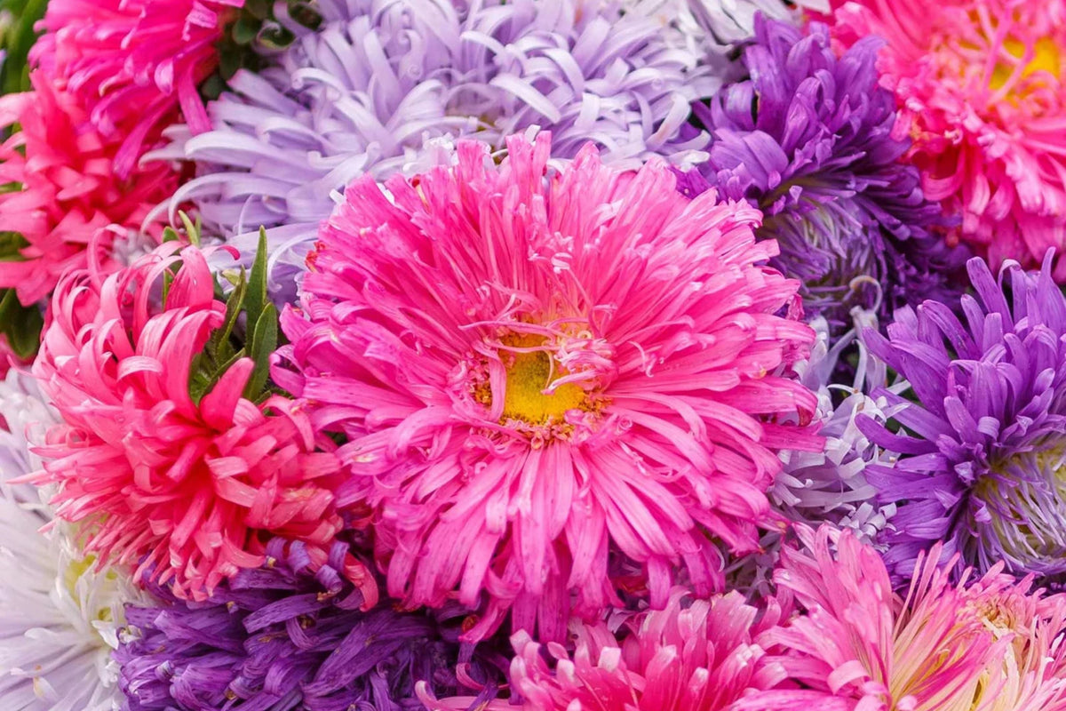 Giants of California Aster Seeds - Callistephus chinensis - Non-GMO, Pink/Purple/White, Late Blooming Annual
