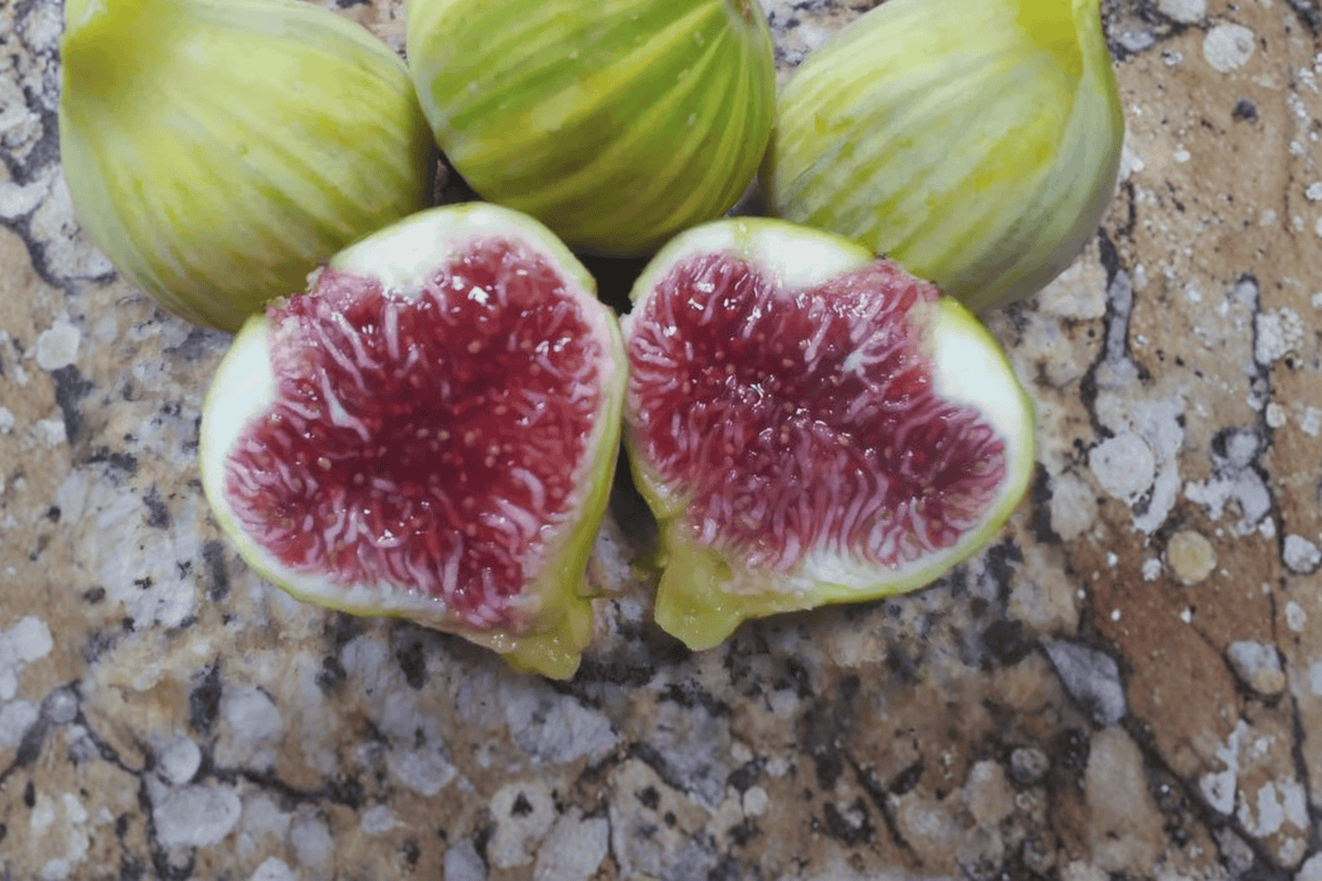 Col de Dame Grise Fig Unrooted Hardwood Cuttings – 6-8 in, 2 pcs