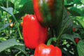 California Wonder Bell Pepper Starter Plants (3) – Sweet & Crisp, High Yield