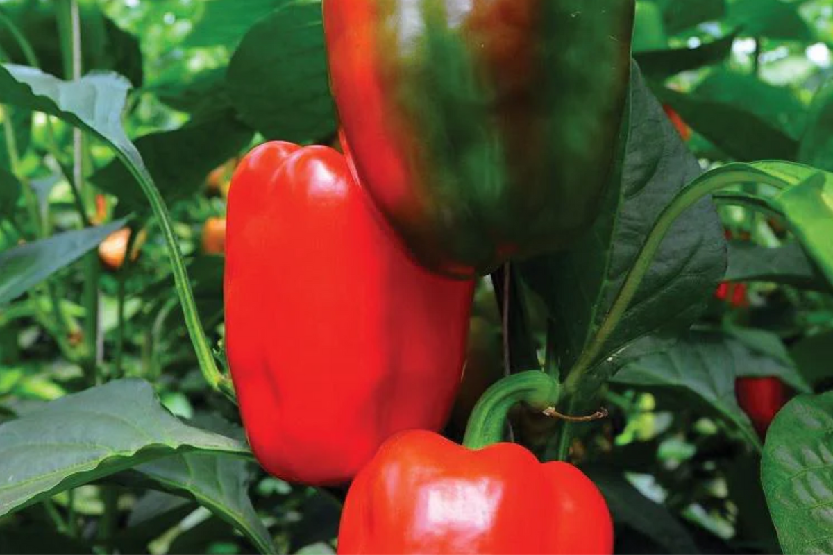 California Wonder Bell Pepper Starter Plants (3) – Sweet & Crisp, High Yield