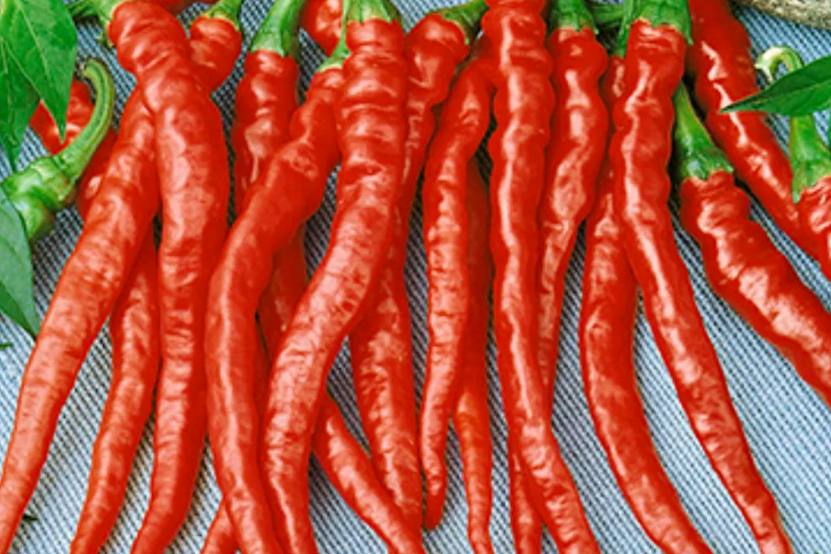 Red Dragon Cayenne Pepper Starter Plants (3) – Capsicum annuum, Hot Chili