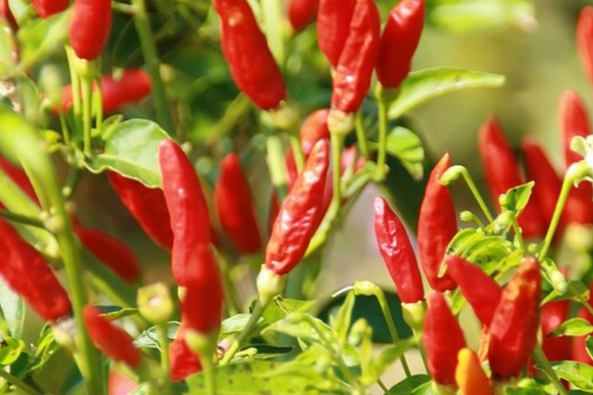 Tabasco Pepper Starter Plants (3) Capsicum frutescens – Spicy Tangy High-Yield Pepper