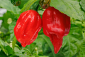 7 Pot Red Pepper Starter Plants - 3 Pack | Capsicum chinense, Super Hot