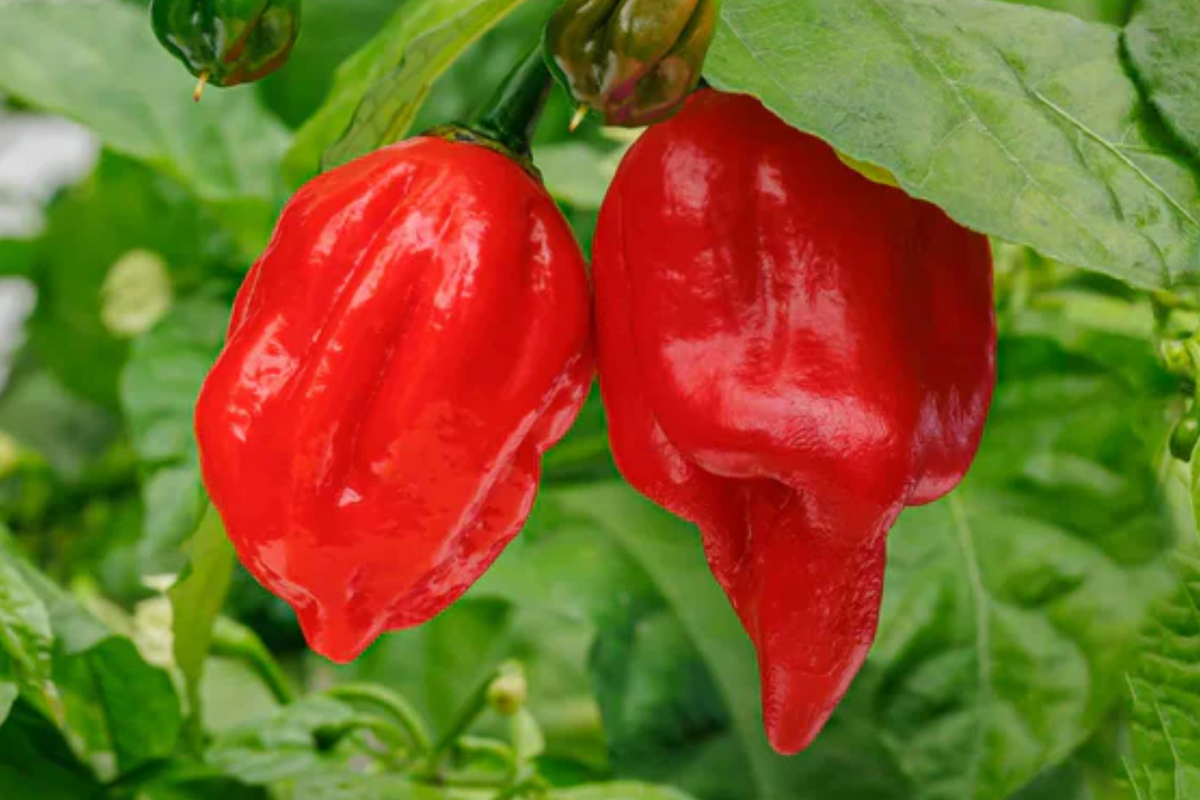 7 Pot Red Pepper Starter Plants - 3 Pack | Capsicum chinense, Super Hot