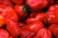 Caribbean Red Habanero Starter Plants - 3 Pack | Capsicum chinense