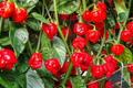 Trinidad Moruga Scorpion Pepper Starter Plants - 3 Pack (Capsicum chinense) Super Hot