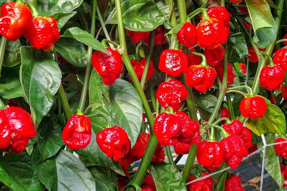 Trinidad Moruga Scorpion Pepper Starter Plants - 3 Pack (Capsicum chinense) Super Hot