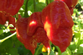 Apocalypse Red Scorpion Pepper Starter Plant - Capsicum chinense, 3 Starter Plants, Super Hot