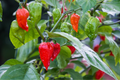 Red Ghost Pepper Starter Plants (Bhut Jolokia) – 3 Ultra-Hot Capsicum chinense