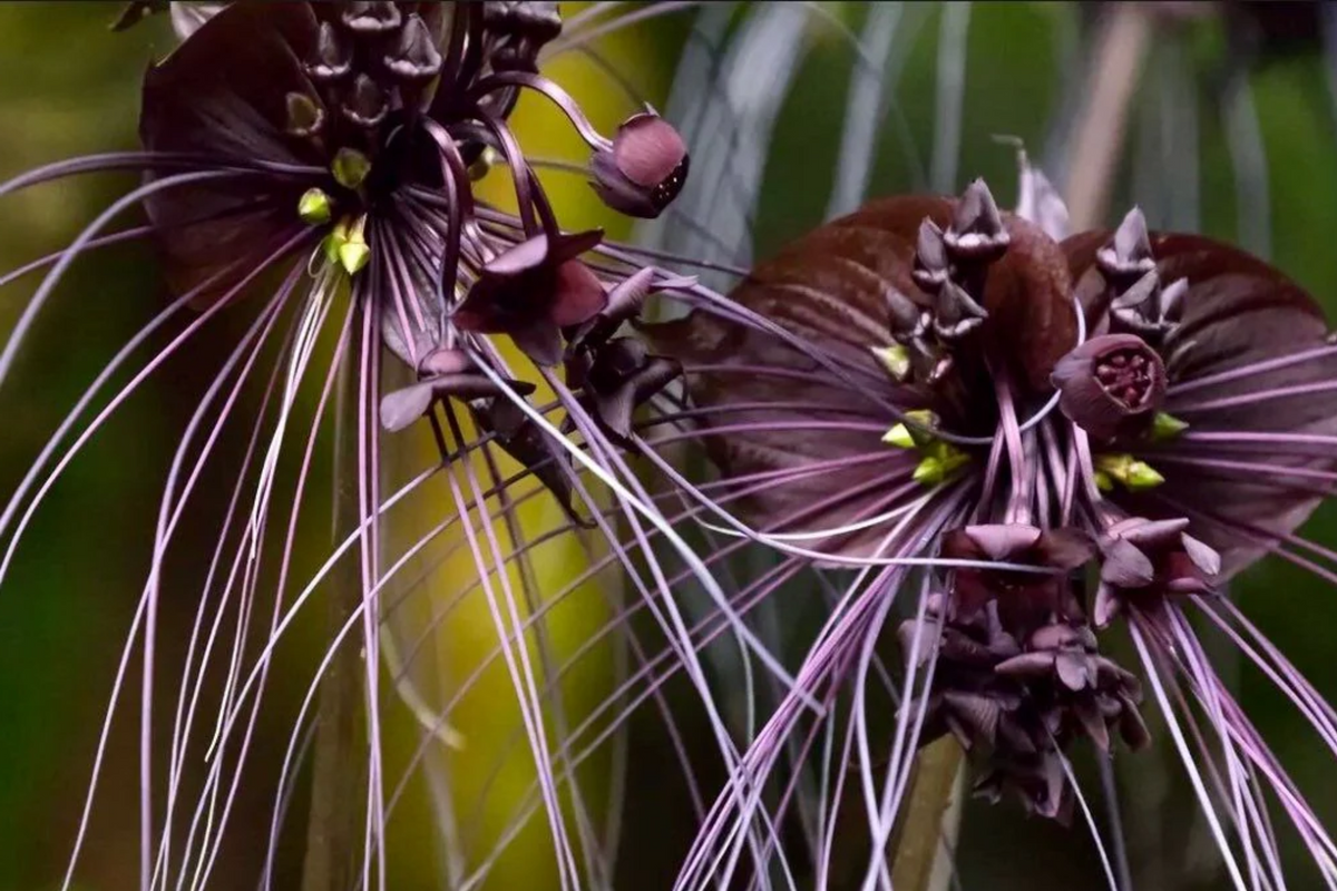 Black Bat Orchid Seeds (Tacca chantrieri) - Rare Tropical Seeds for Indoor or Outdoor Growth