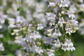 Penstemon Angustifolius Seeds - 50 Blue Narrowleaf Beardtongue Wildflower