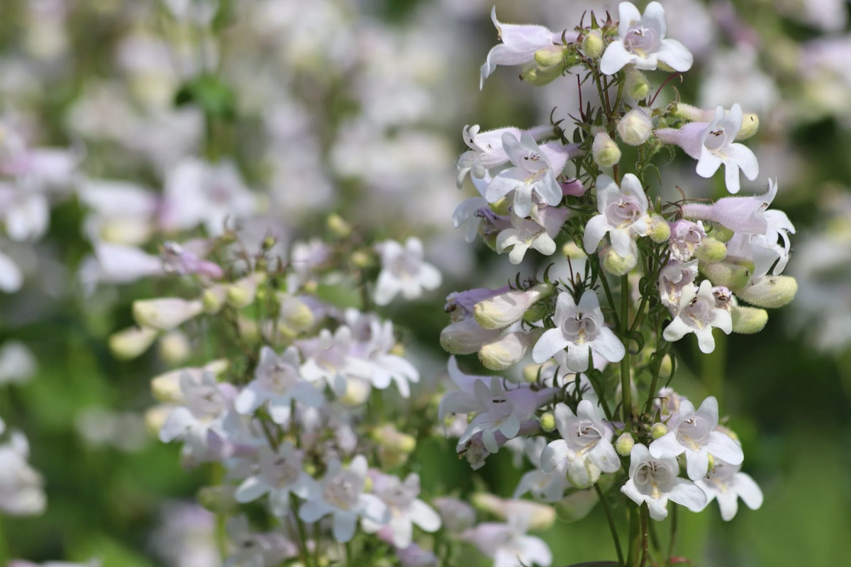 Penstemon Angustifolius Seeds - 50 Blue Narrowleaf Beardtongue Wildflower
