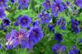 Ivy Geranium Cuttings - 8 Unrooted Cuttings in 4 Colors with Rooting Powder & Instructions
