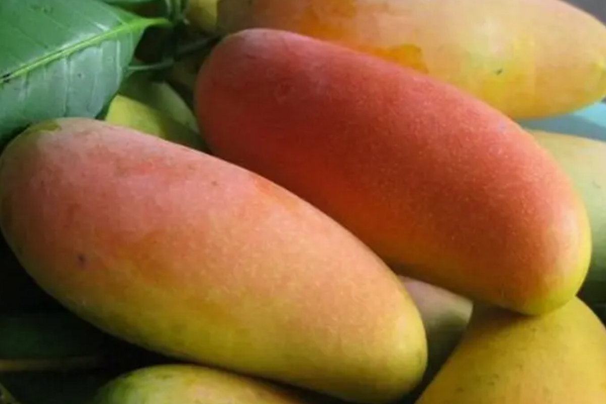 Mango Mahachanok Starter Plant Seedling - 12-24" Tall Live Fruit Tree