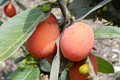 Yellow Mangosteen Starter Plant (Garcinia xanthochymus) Seedling – 12-24 in, Tropical Fruit Tree