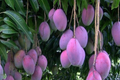 Palmer Mango Seedling - Mangifera Indica, 1-2 ft Tall Starter Plant
