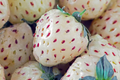Pineberry Starter Plants (6 Bare Root) - White Pineapple-Flavored Strawberries, Organic, Everbearing