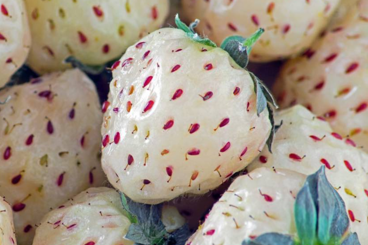 Pineberry Starter Plants (6 Bare Root) - White Pineapple-Flavored Strawberries, Organic, Everbearing