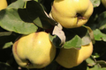 Quince Aromatic Aromatnaya - 4 Hardwood Cuttings | Self-Fertile, Pineapple Flavor