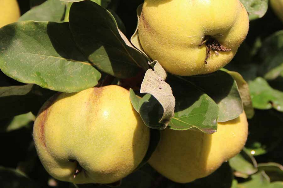 Quince Aromatic Aromatnaya - 4 Hardwood Cuttings | Self-Fertile, Pineapple Flavor
