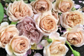 Tantau Highgarden Rose - 3 Unrooted Cuttings | Fragrant Heirloom Rose for Rooting or Grafting