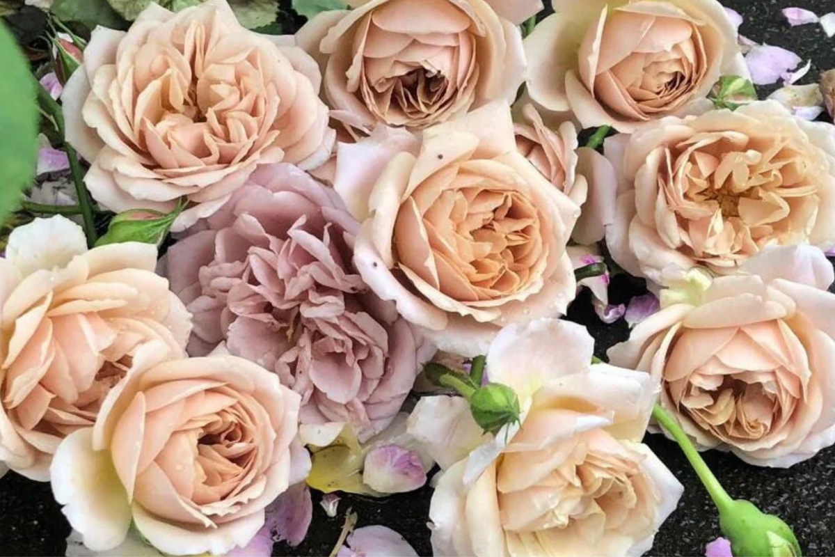 Tantau Highgarden Rose - 3 Unrooted Cuttings | Fragrant Heirloom Rose for Rooting or Grafting