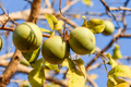 Bael Fruit Tree Seeds (Aegle marmelos) - 10 Seeds, Bengal Quince, Stone Apple