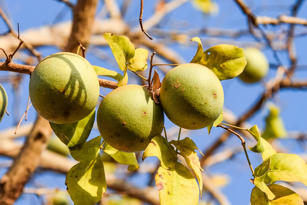 Bael Fruit Tree Seeds (Aegle marmelos) - 10 Seeds, Bengal Quince, Stone Apple