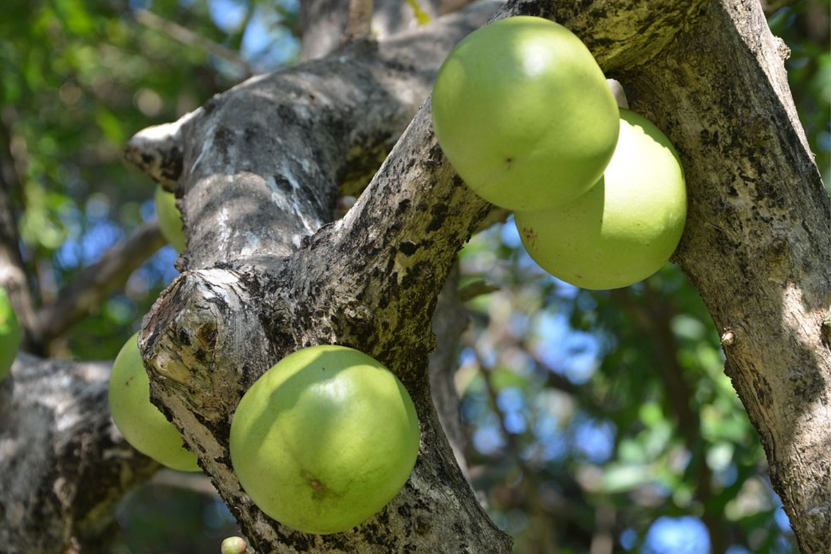 Totumo Crescentia Cujete Calabash Tree - 8"-12" Starter Plant (Live Tropical Tree) for Shade & Gourd Craft