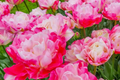 Double Peony Tulip Mix Bulbs - Pink Angelique & Blue Diamond, 6 Bulbs, Full Sun, Zones 3-8