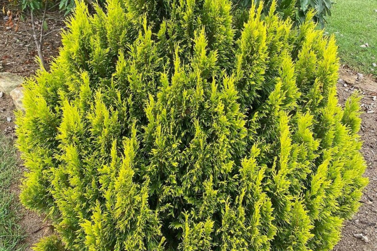 Golden Arborvitae Thuja plicata Seedling 8-14" in Quart Pot | Golden Thuja Privacy Hedge Tree