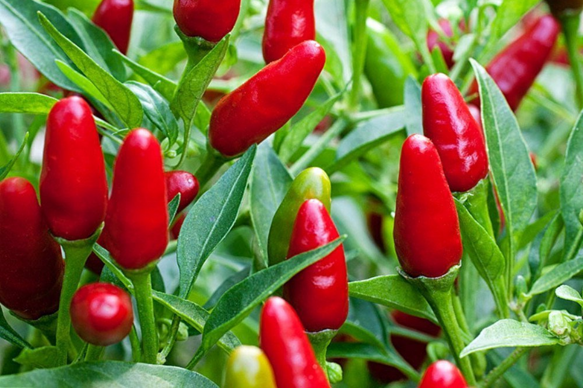 Hot Chile Pequin Pepper Seeds - Heirloom, 250mg Pack, Compact Plant, Spicy & Flavorful