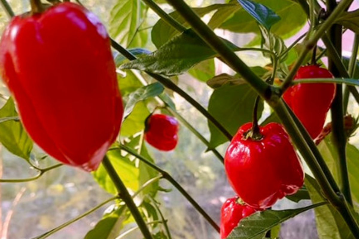 Habanero Caribbean Red Hot Pepper Seeds – Heirloom, Extra Spicy, Compact Plant (250mg)