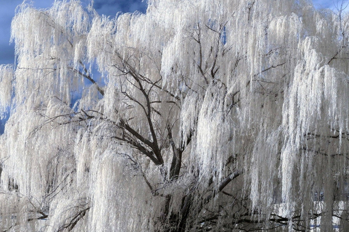 White Willow Tree Cutting (Salix alba) - Unrooted Cutting, Silver Leaves, Hardy Zones 3-10