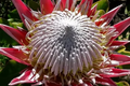 King Protea Cynaroides Seeds - Giant 12" Flowers, Rare Exotic Garden Plant (5 Seeds)