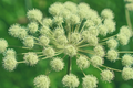 Anise Herb Seeds (250mg) - Pimpinella anisum | Heirloom, Non-GMO, Culinary