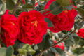 Fashionata Variegated Camellia Japonica Starter Plant | Well-Rooted In Pot | Evergreen Shrub | Zones 7-10