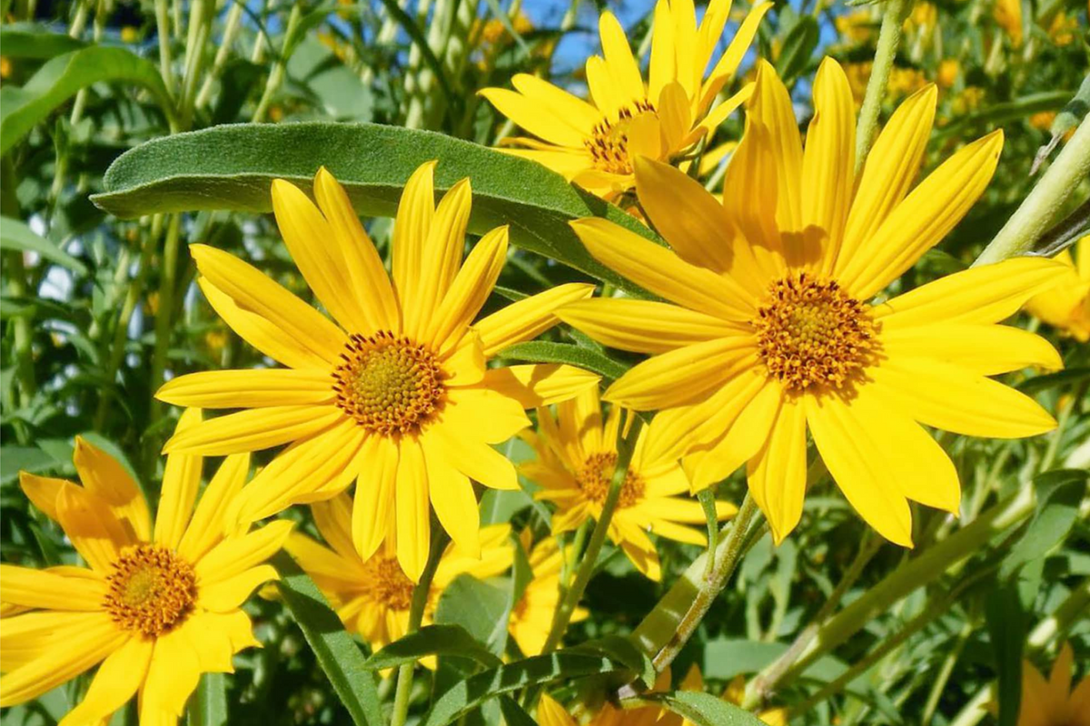Maximilian Sunflower Seeds - 1,000 Non-GMO Perennial Helianthus maximiliani