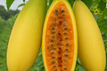 Banana Passionfruit Seeds (Passiflora mollissima) - 10 Seeds
