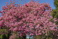 Pink Trumpet Tree Tabebuia heterophylla Starter Plant 8-12" • Fast-Growing Tropical Shade Tree