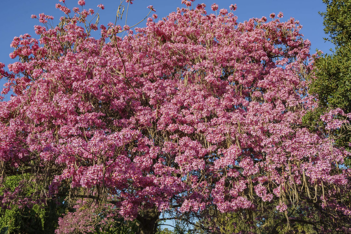 Pink Trumpet Tree Tabebuia heterophylla Starter Plant 8-12" • Fast-Growing Tropical Shade Tree
