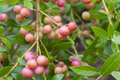Pink Lemonade Blueberry Bush Seedling | Starter Plant for Garden & Orchard