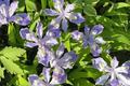 Crested Dwarf Iris (Iris cristata) Bare Root Plants - 5 Starter Plants, Shade Native Wildflower