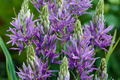 Camassia Quamash Bulbs - 5 Live Bulbs, Lavender-Blue Flowers, Deer-Resistant, Zones 4-8