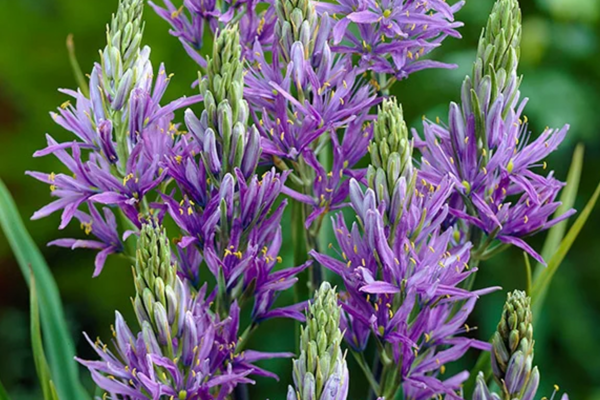 Camassia Quamash Bulbs - 5 Live Bulbs, Lavender-Blue Flowers, Deer-Resistant, Zones 4-8